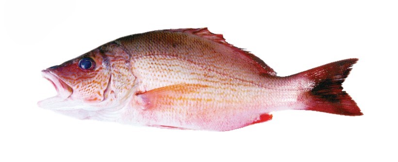 Fish 1